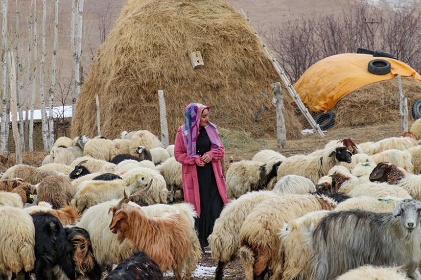 Ortopedik engelli kadın, İŞKUR'un desteğiyle sürü sahibi oldu