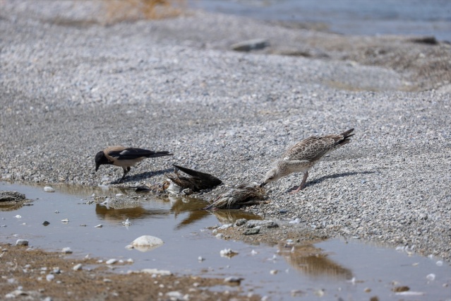 Van Gölü havzasında martı ölümleri arttı