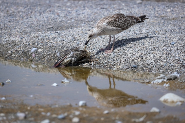 Van Gölü havzasında martı ölümleri arttı