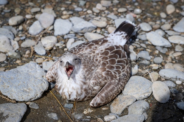 Van Gölü havzasında martı ölümleri arttı