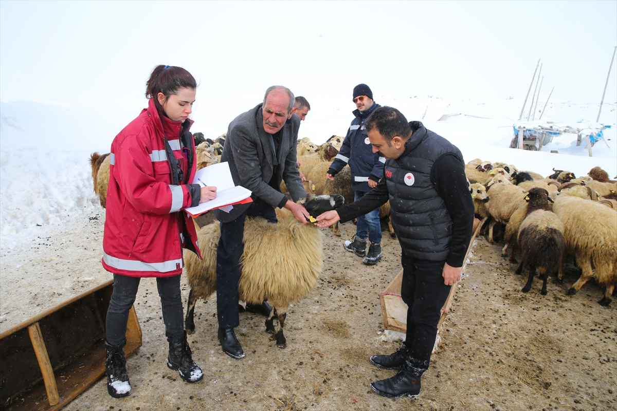 Van'daki veteriner hekimler ağır kış koşullarında hayvanların tedavisini aksatmıyor
