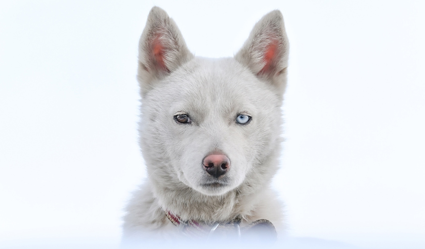 Husky cinsi köpeğin Van kedisi gibi gözleri görenlerin dikkatini çekiyor