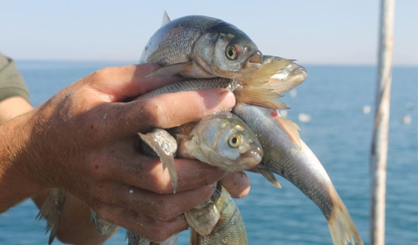 Van’da En Çok Hangi Balık Alıcı Buluyorrr