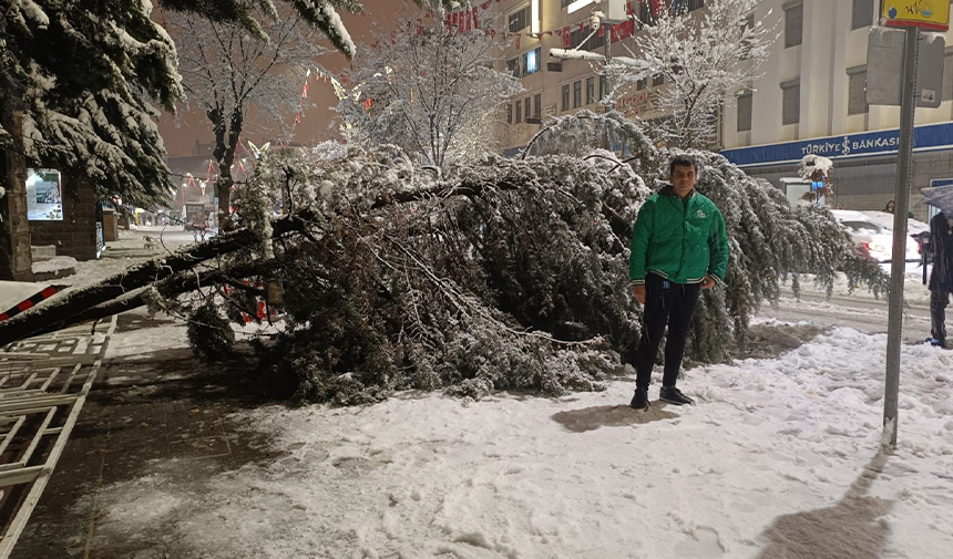 Van'da Aşırı Kar Yağışına Dayanamayan Ağaç Yola Devrildi