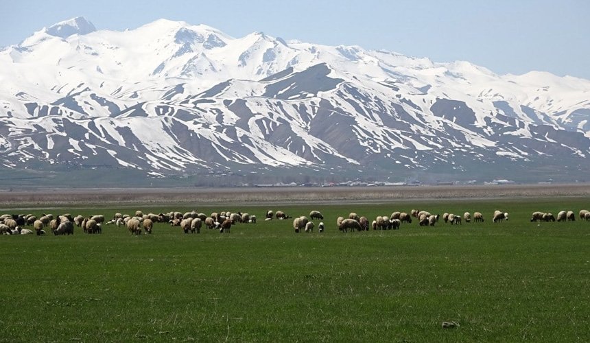 Hakkari'de Yerli Çoban Bulunamadı, Rota İran'a Çevrildi.jpg5427887