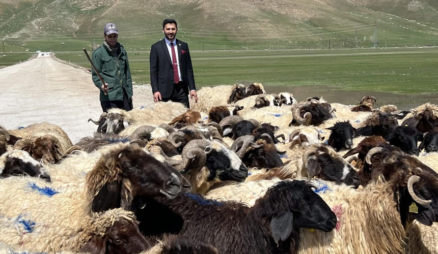 Hakkari'de Yerli Çoban Bulunamadı, Rota İran'a Çevrildi.jpg574122