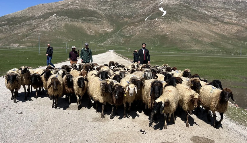 Hakkari'de Yerli Çoban Bulunamadı, Rota İran'a Çevrildi.jpg896588