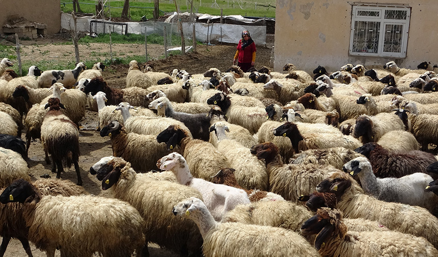 Van Valisi Koyunlarla Kuzuların Renkli Buluşmasını Izledi.jpg969