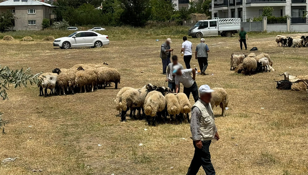 Van Kurban Fiyatlari 2024 4