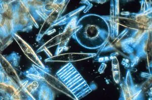 300Px Diatoms Through The Microscope