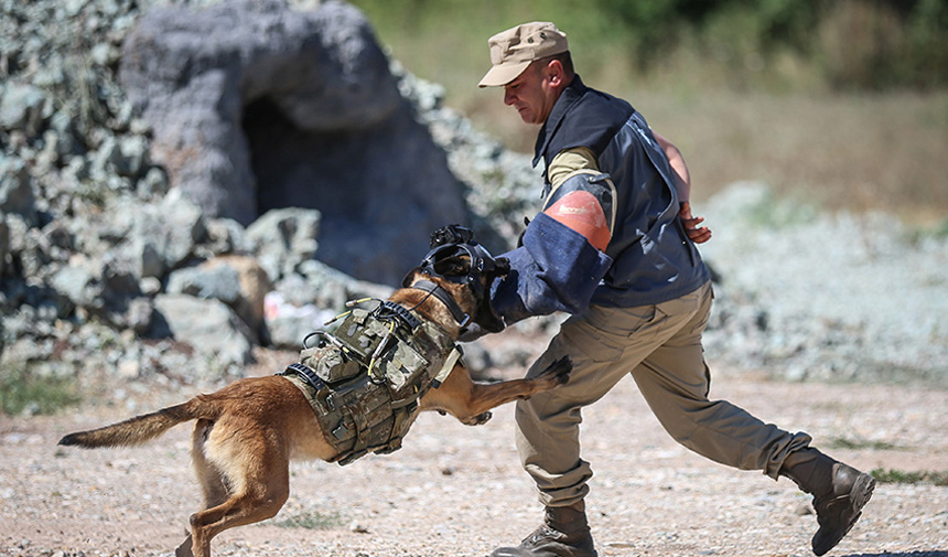 Eğitimli Köpek.jpg23