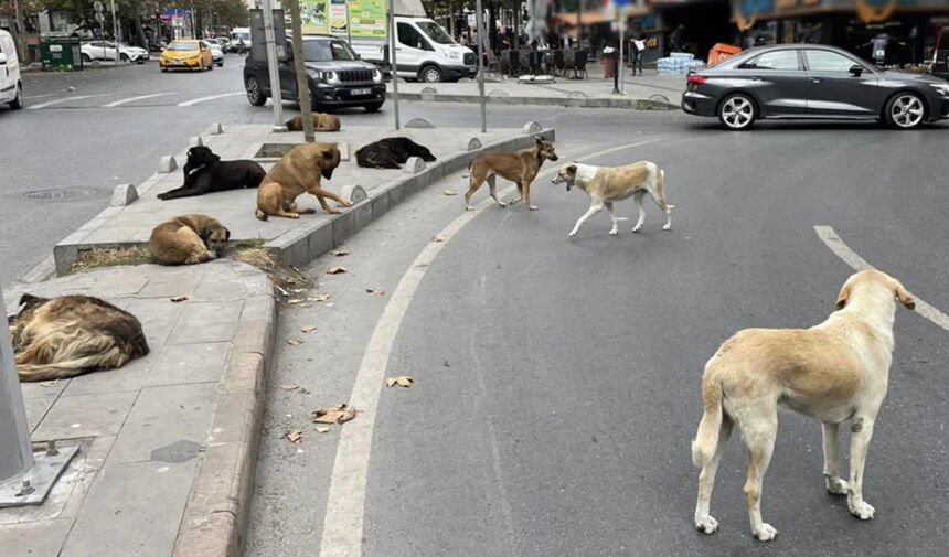 Sokak Köpekleri-1