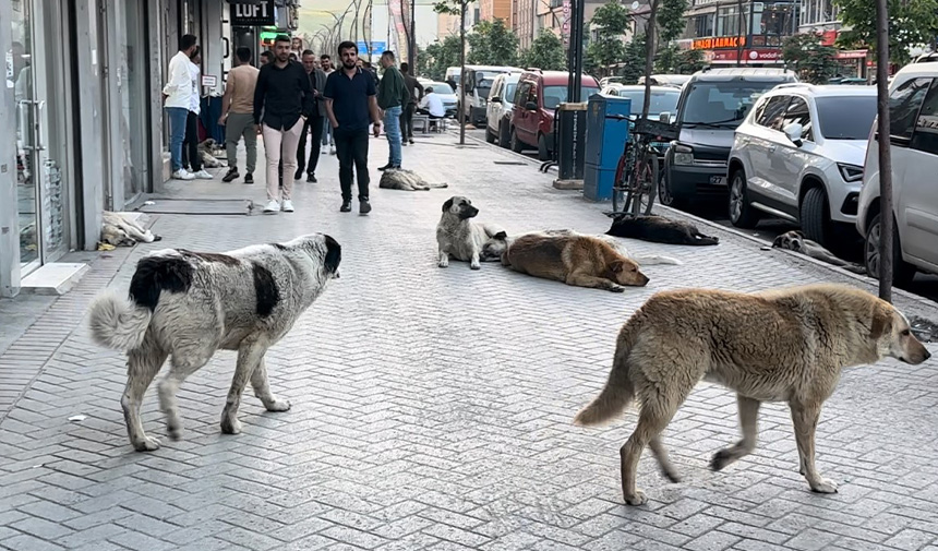 Sokak Köpekleri9