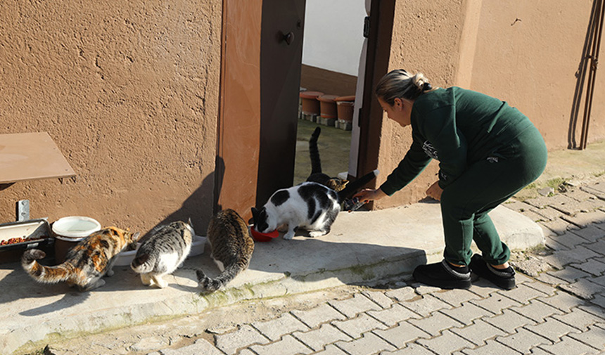 Kedi-1