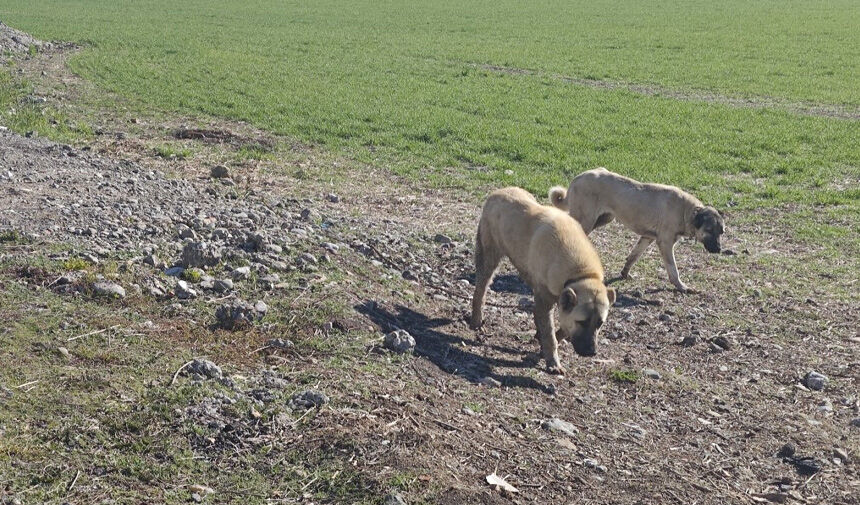 Köpek Saldırsı