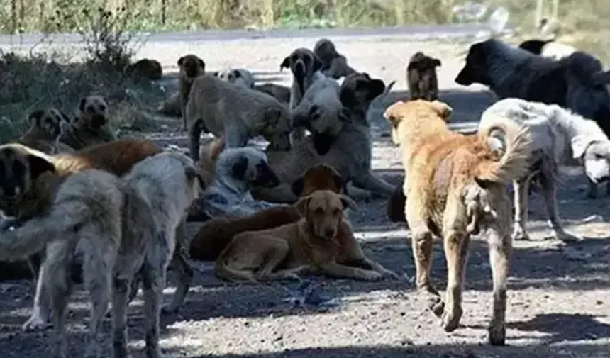 Sahipsiz Sokak Hayvanları