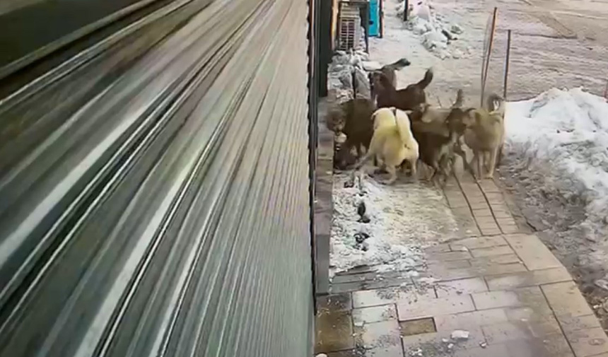 Köpeklerin Kurda Saldırdı