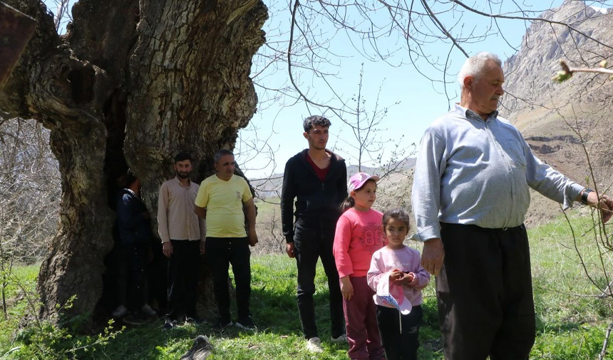 Asırlık Ceviz Ağacı .Jpg1