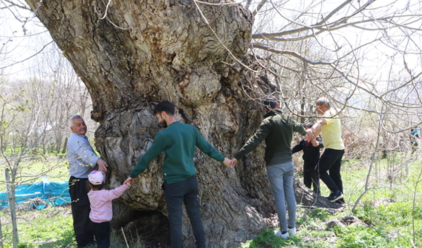 Asırlık Ceviz Ağacı .Jpg6