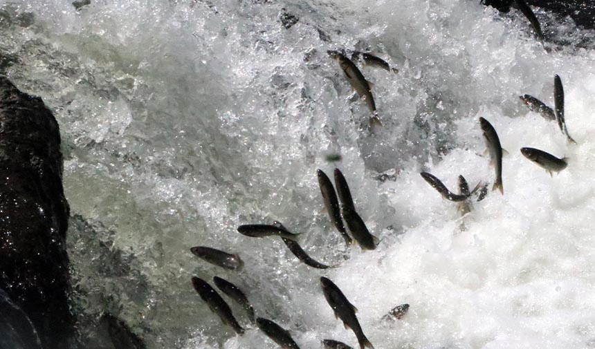 D A F E S G R D H T F J G Y Ö F M D