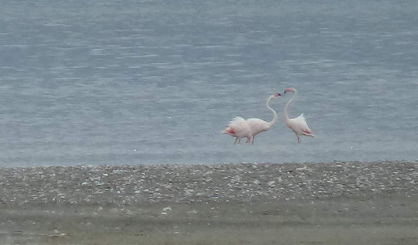 Flamingo Tedavi