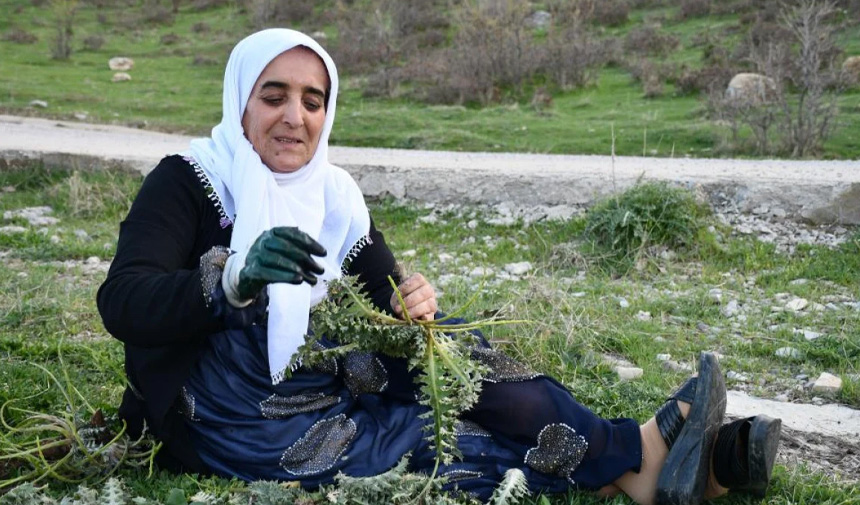 Pancar Hasadı.jpg55