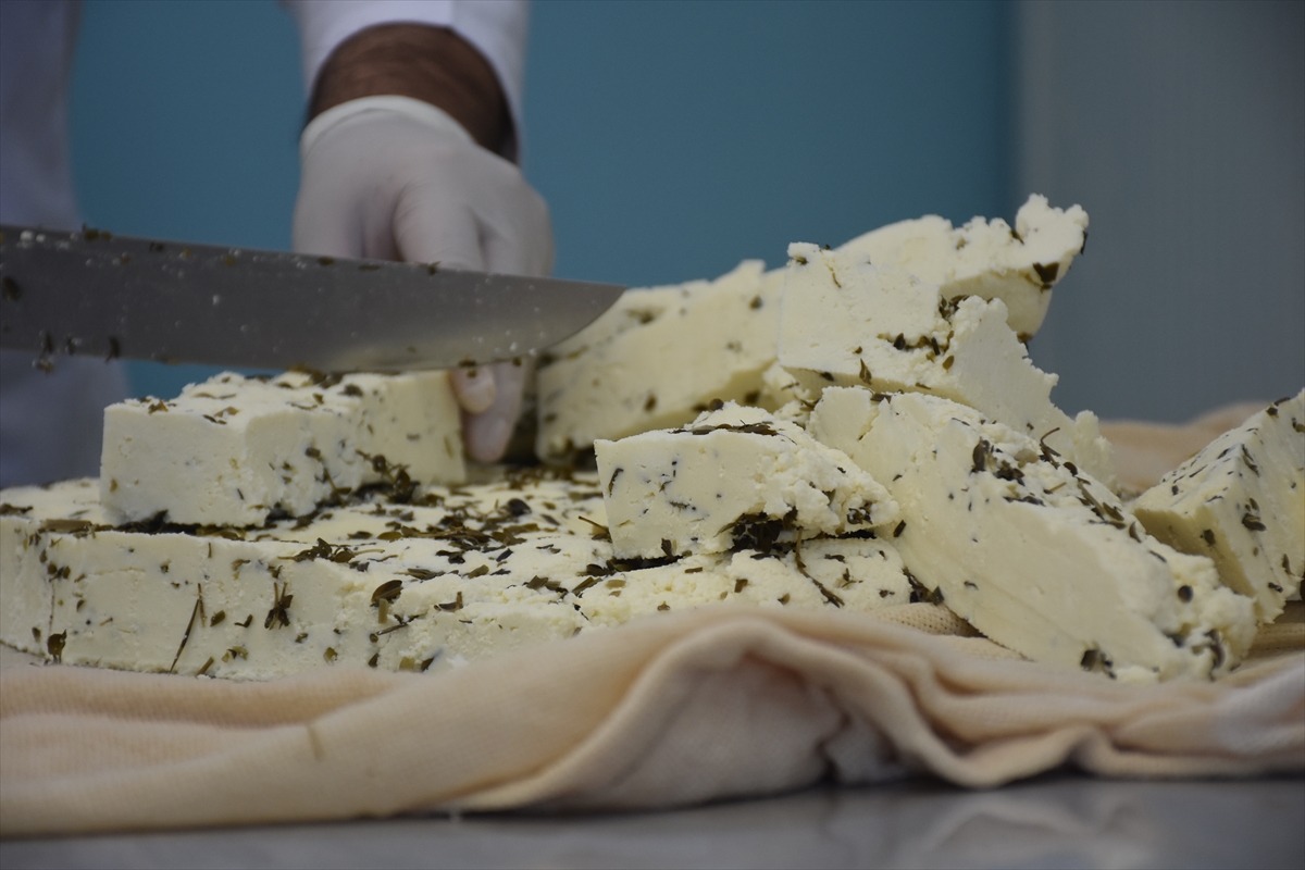 A A 20250517 37983940 37983938 V A N D A K O O P E R A T I F K U R A N K A D I N L A R Y I L I N I L K P E Y N I R U R E T I M I N E B A S L A D I