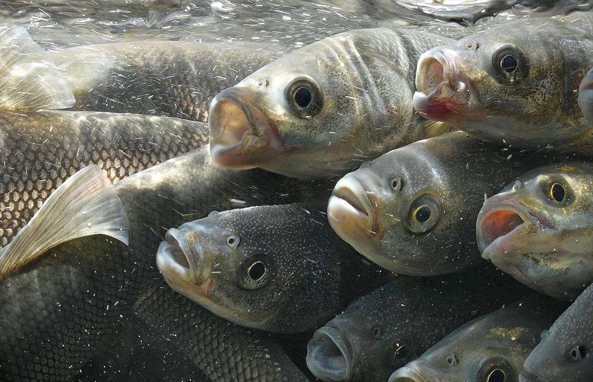 A A 20250529 38117999 38117988 A K A R S U L A R A G O C E D E N I N C I K E F A L I N I N Y O L C U L U G U S U A L T I K A M E R A S I N D A