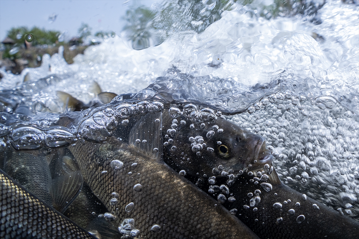 A A 20250529 38117999 38117990 A K A R S U L A R A G O C E D E N I N C I K E F A L I N I N Y O L C U L U G U S U A L T I K A M E R A S I N D A