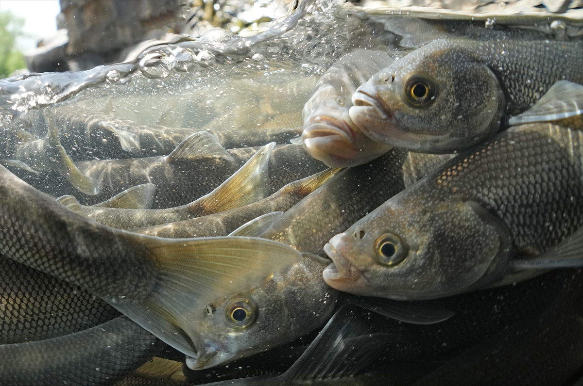 A A 20250529 38117999 38117995 A K A R S U L A R A G O C E D E N I N C I K E F A L I N I N Y O L C U L U G U S U A L T I K A M E R A S I N D A