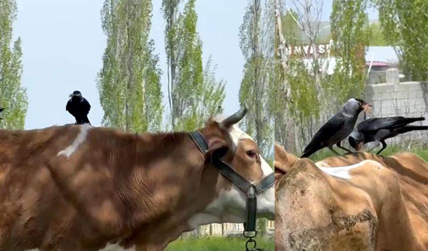 Dwafesgrdhtfjgykuhlıjkkl