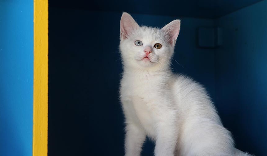 D A F S D G H F J G K H J