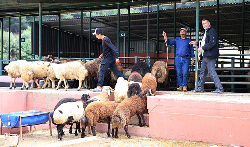 Kurbanlık Küpe