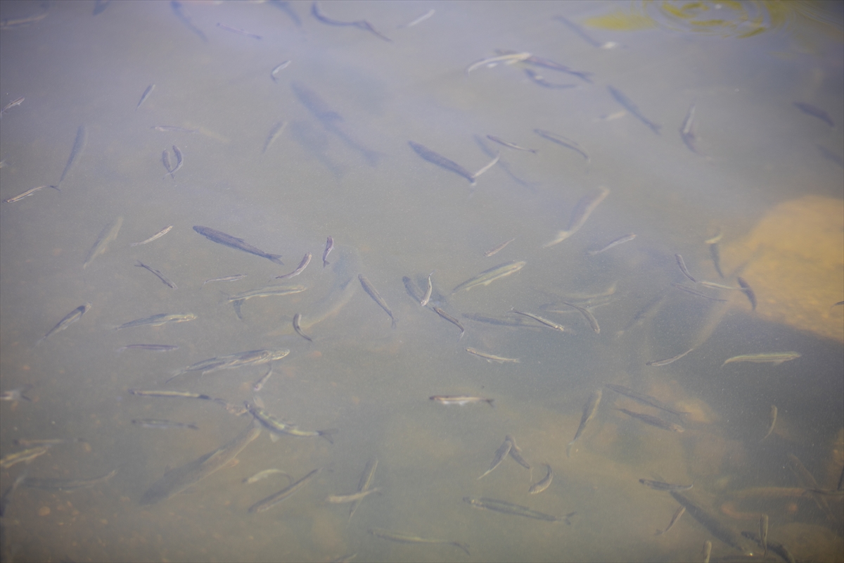 A A 20250711 38532150 38532145 V A N G O L U N U N Y A V R U I N C I L E R I D O N U S Y O L C U L U G U N D A