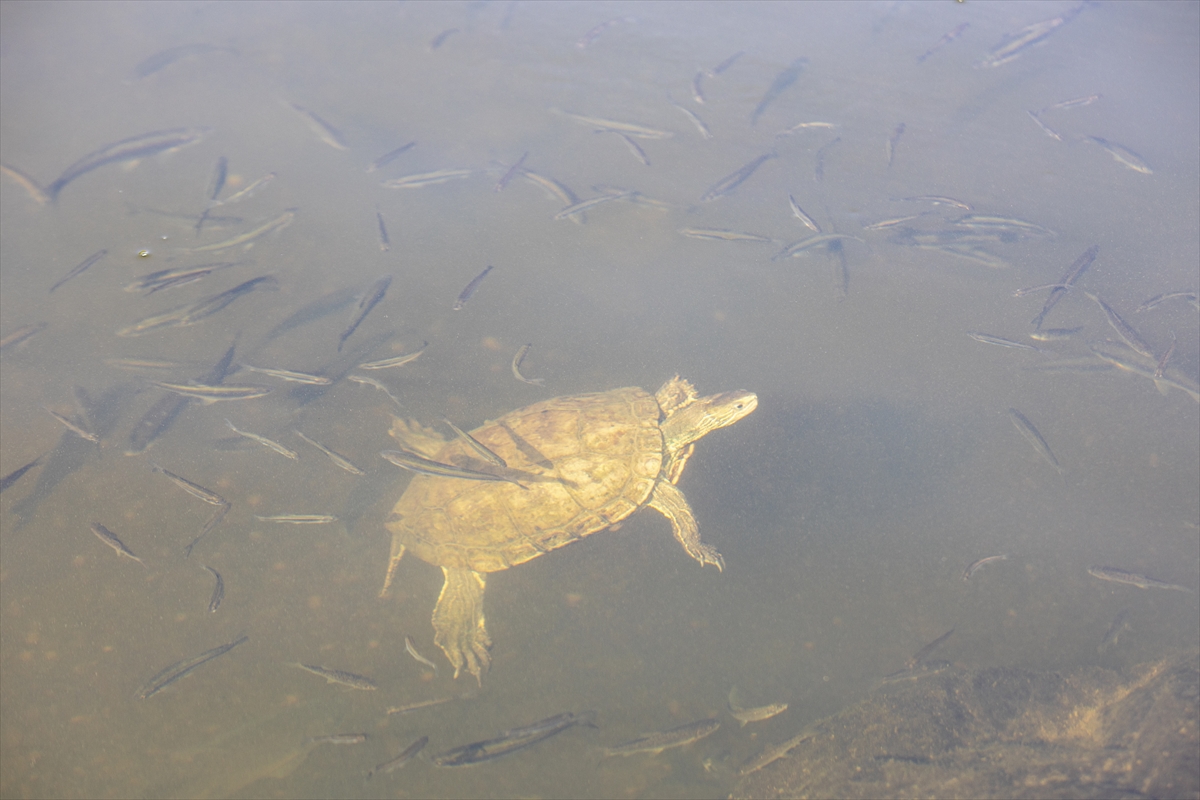 A A 20250711 38532150 38532147 V A N G O L U N U N Y A V R U I N C I L E R I D O N U S Y O L C U L U G U N D A