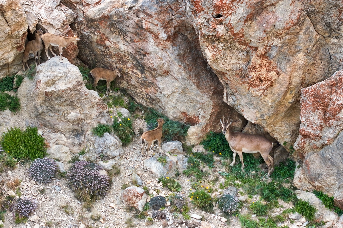 A A 20250721 38616260 38616238 V A N D A P O P U L A S Y O N U A R T A N Y A B A N K E C I L E R I J A N D A R M A E K I P L E R I N I N K O R U M A S I N D A