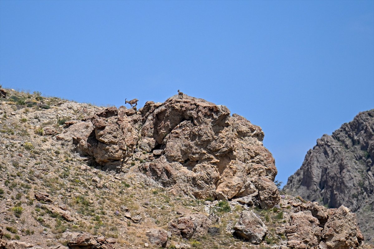 A A 20250721 38616260 38616241 V A N D A P O P U L A S Y O N U A R T A N Y A B A N K E C I L E R I J A N D A R M A E K I P L E R I N I N K O R U M A S I N D A