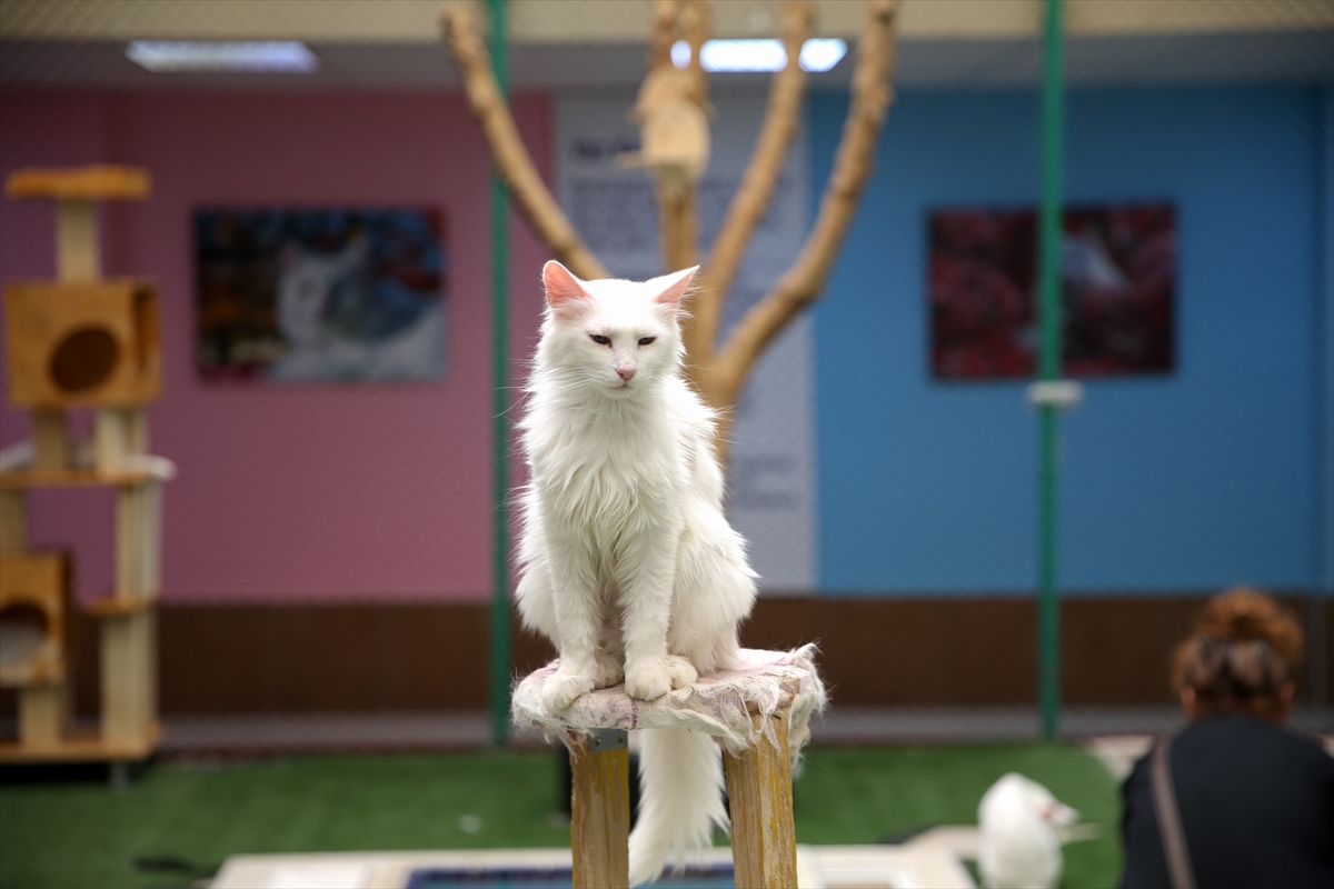 A A 20250722 38624968 38624959 K O R U M A A L T I N D A K I V A N K E D I L E R I N I 5 Y I L D A Y A K L A S I K 750 A I L E S A H I P L E N D I