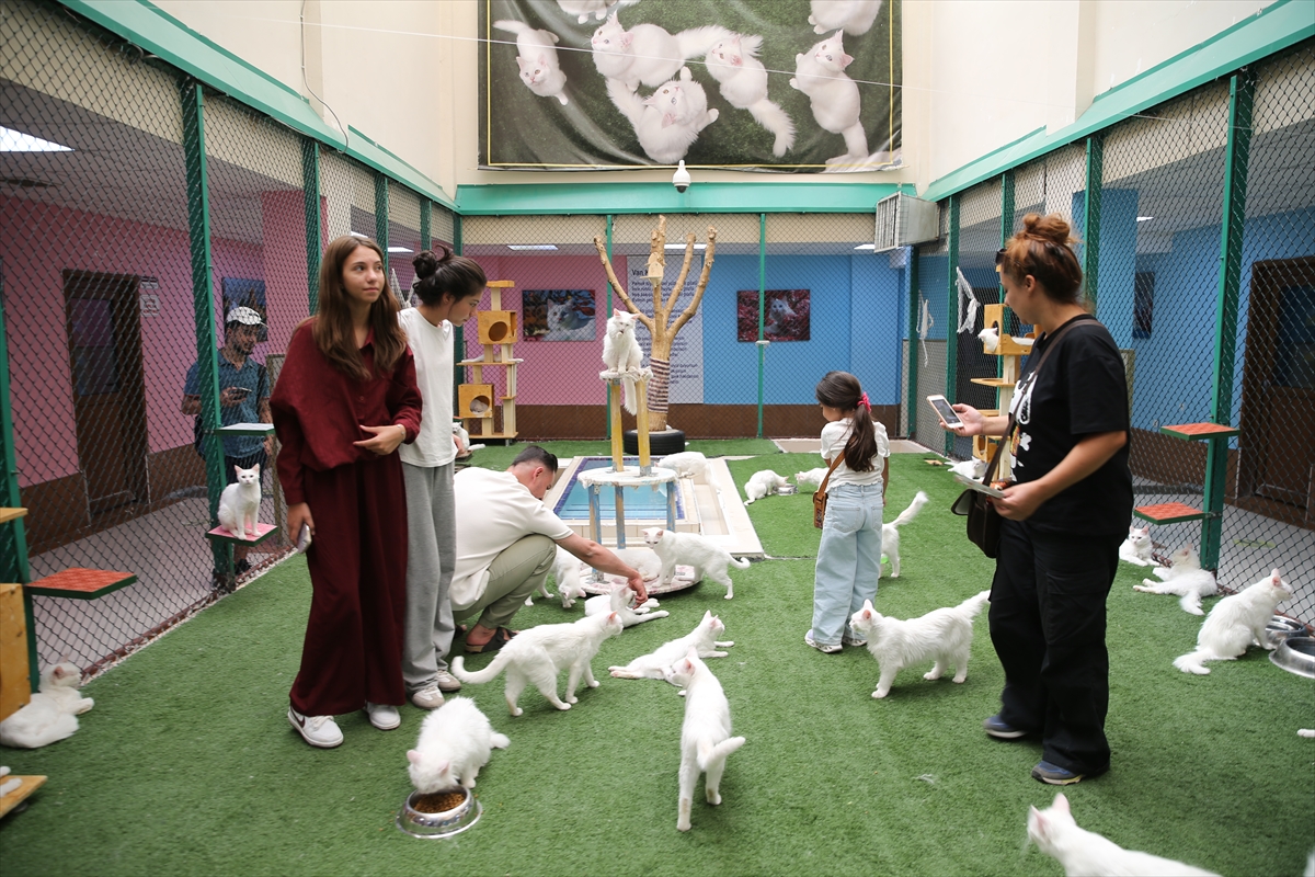 A A 20250722 38624968 38624960 K O R U M A A L T I N D A K I V A N K E D I L E R I N I 5 Y I L D A Y A K L A S I K 750 A I L E S A H I P L E N D I