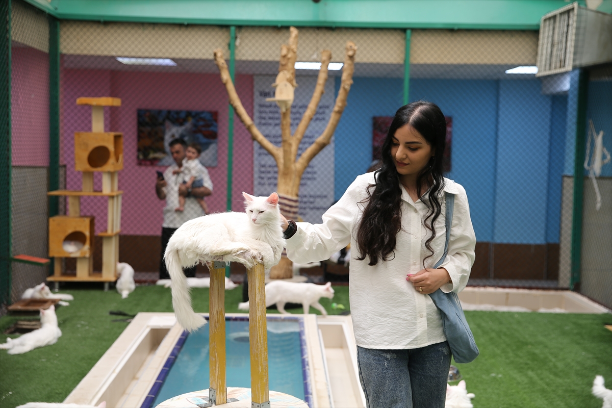 A A 20250722 38624968 38624963 K O R U M A A L T I N D A K I V A N K E D I L E R I N I 5 Y I L D A Y A K L A S I K 750 A I L E S A H I P L E N D I