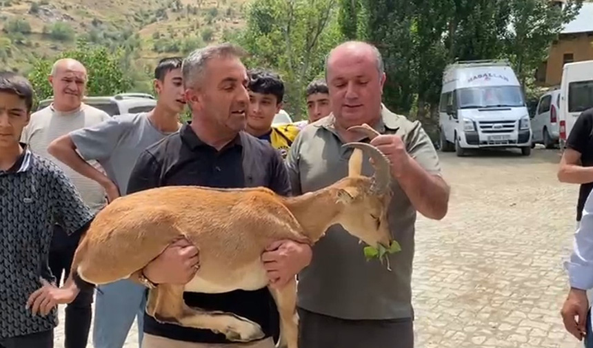 Dağ Keçisi-1