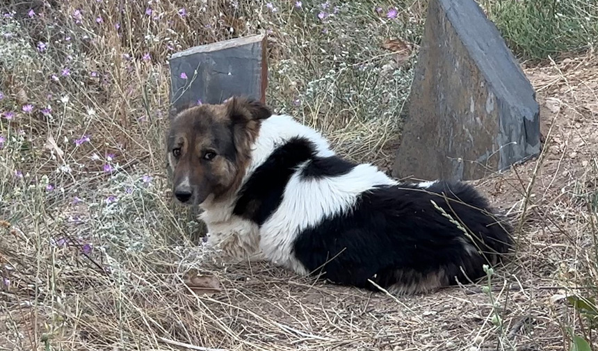 Vefalı Köpek.jpg4