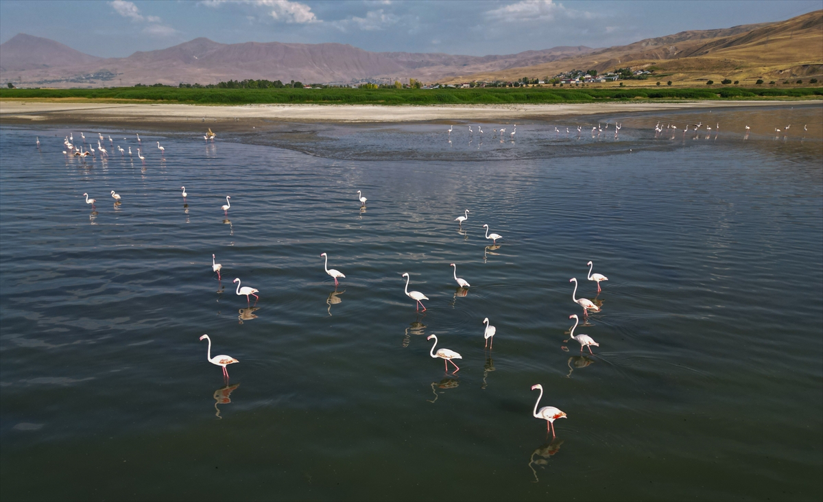 A A 20250803 38735527 38735513 F L A M I N G O L A R V A N G O L U N E R E N K K A T I Y O R