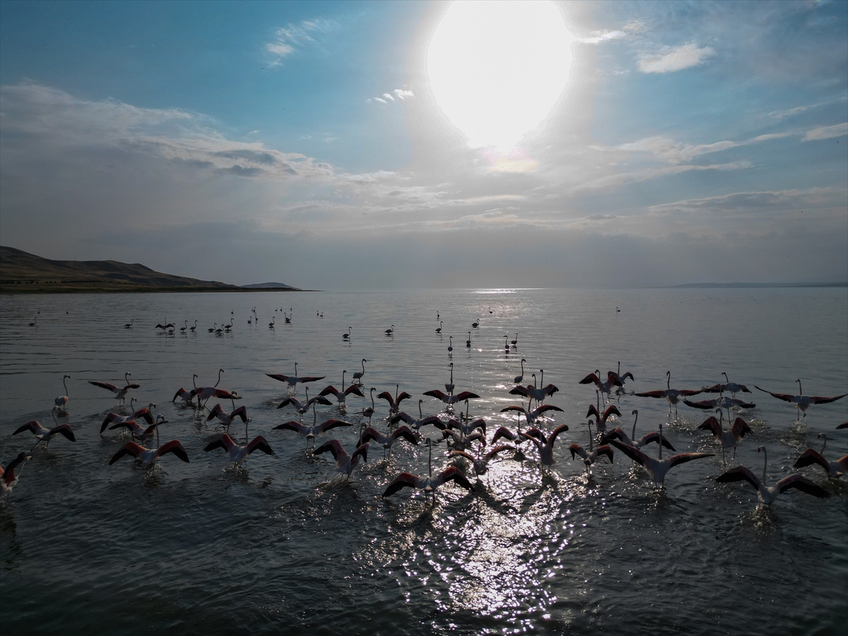 A A 20250803 38735527 38735515 F L A M I N G O L A R V A N G O L U N E R E N K K A T I Y O R