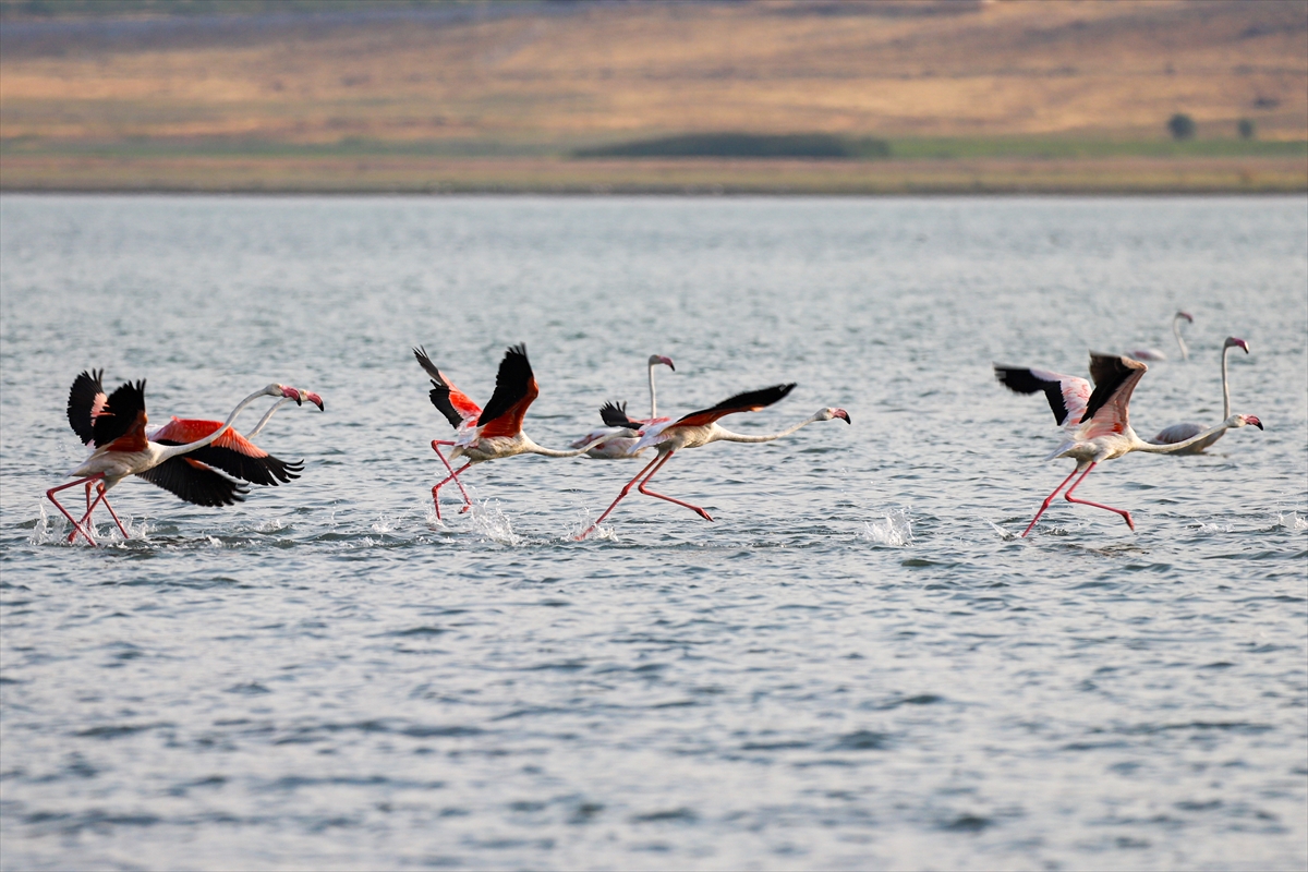 A A 20250803 38735527 38735516 F L A M I N G O L A R V A N G O L U N E R E N K K A T I Y O R