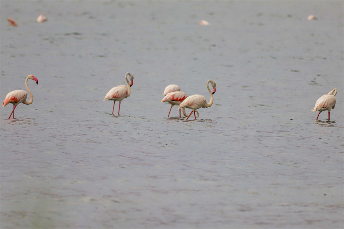 A A 20250803 38735527 38735518 F L A M I N G O L A R V A N G O L U N E R E N K K A T I Y O R