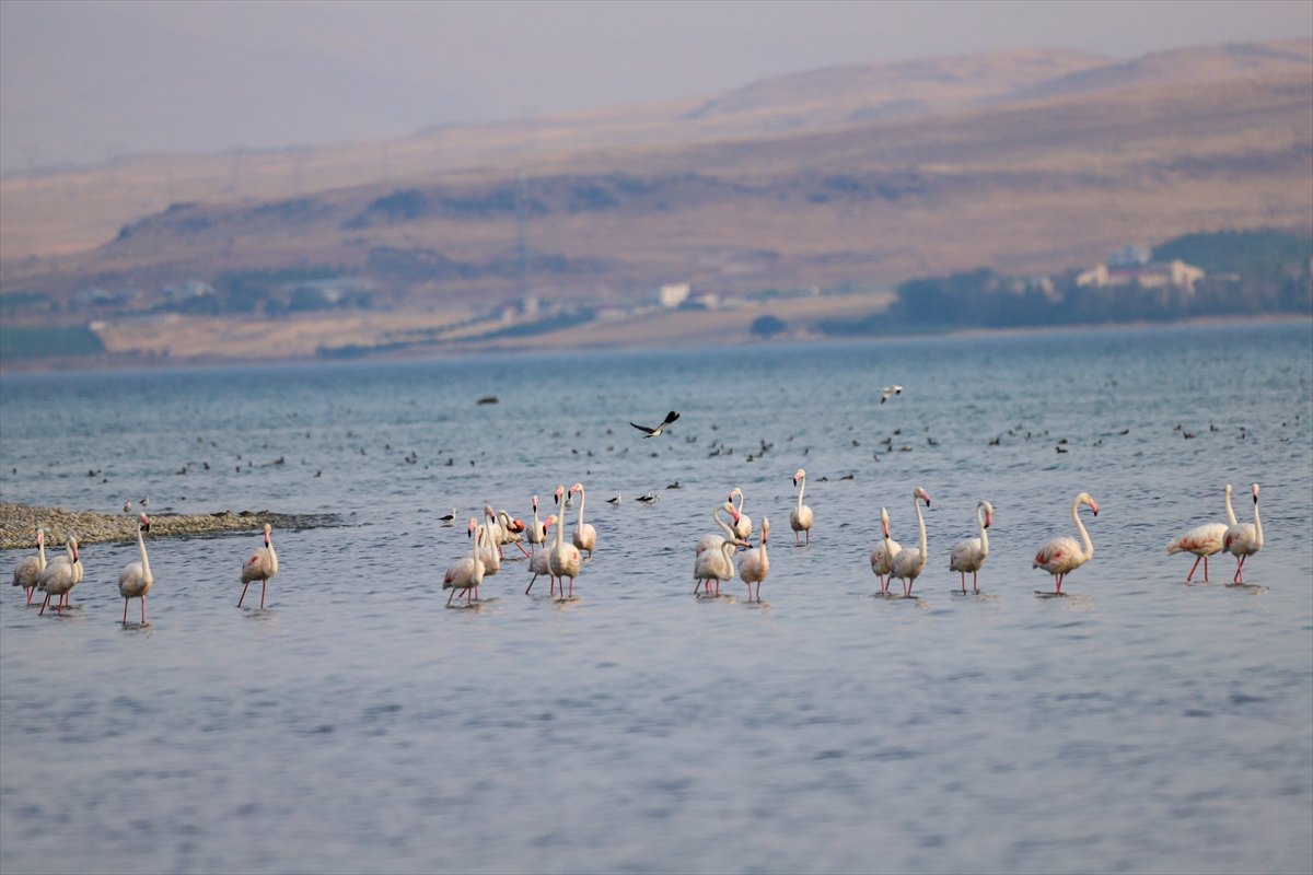 A A 20250803 38735527 38735521 F L A M I N G O L A R V A N G O L U N E R E N K K A T I Y O R