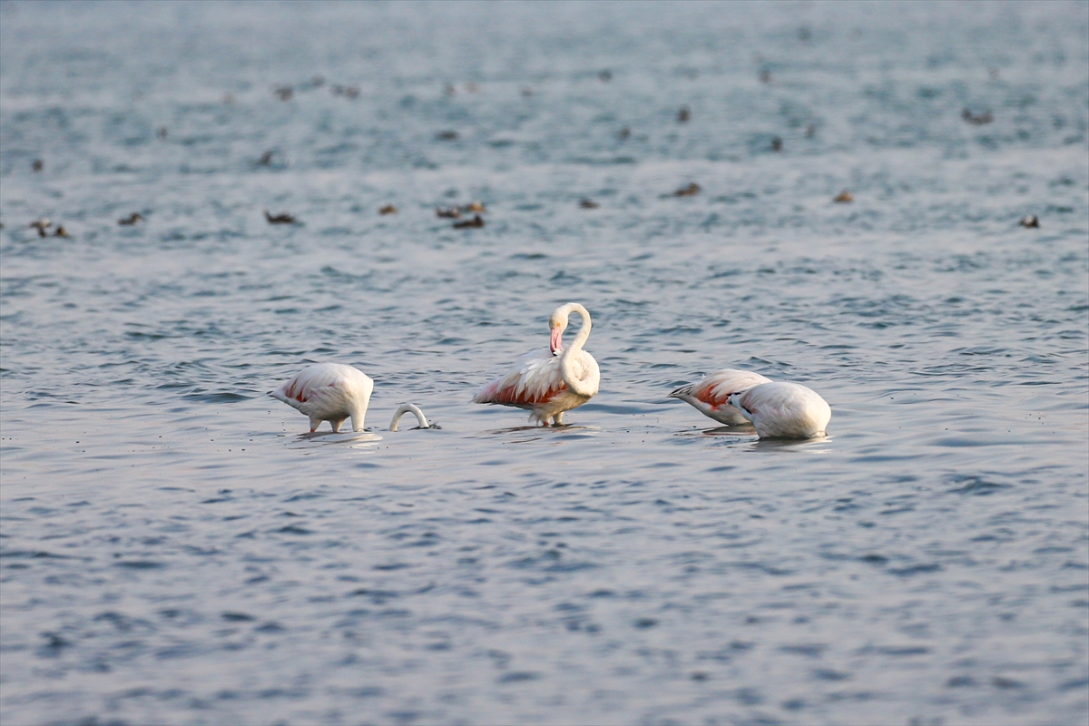 A A 20250803 38735527 38735523 F L A M I N G O L A R V A N G O L U N E R E N K K A T I Y O R