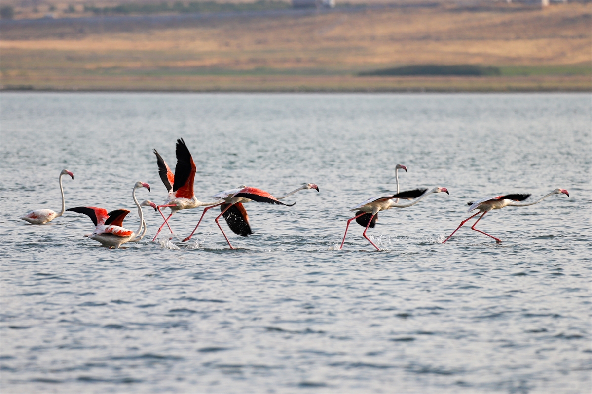 A A 20250803 38735527 38735526 F L A M I N G O L A R V A N G O L U N E R E N K K A T I Y O R