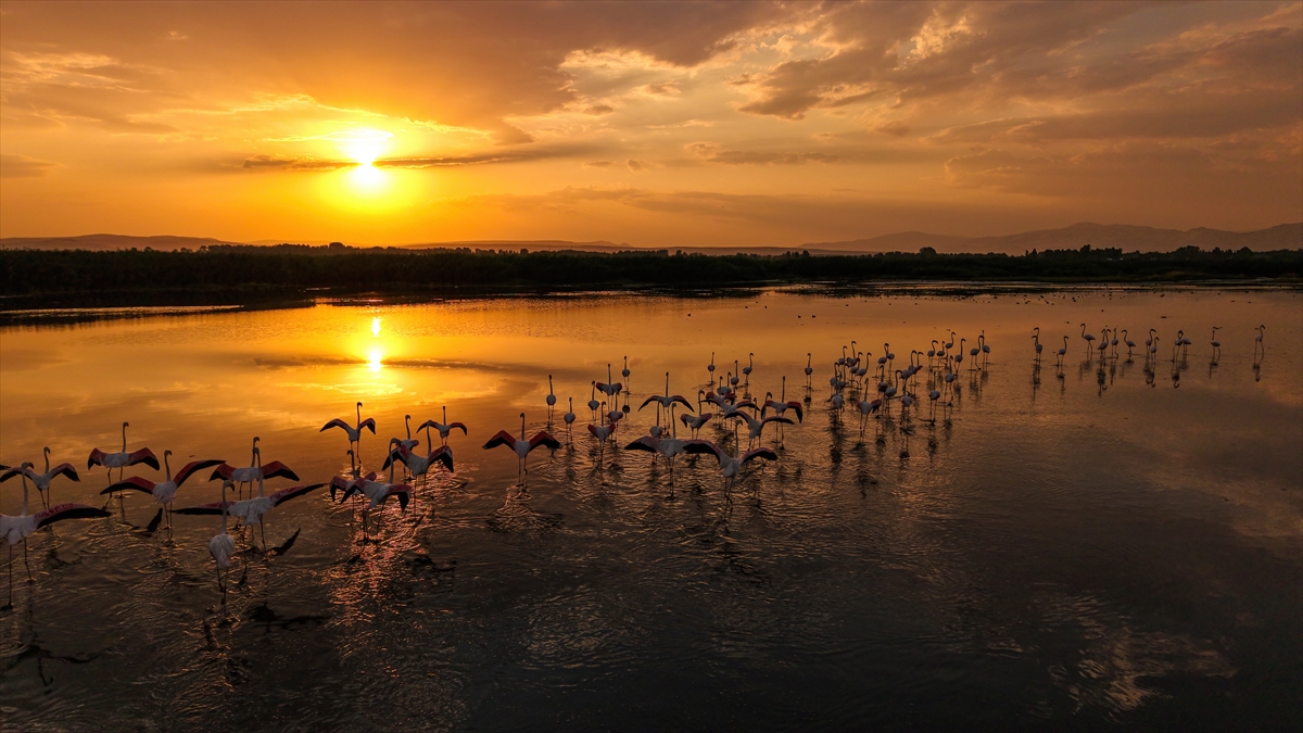 A A 20250805 38752411 38752402 V A N G O L U H A V Z A S I N D A K O N A K L A Y A N F L A M I N G O L A R G U N B A T I M I Y L A G U Z E L G O R U N T U L E R O L U S T U R D U